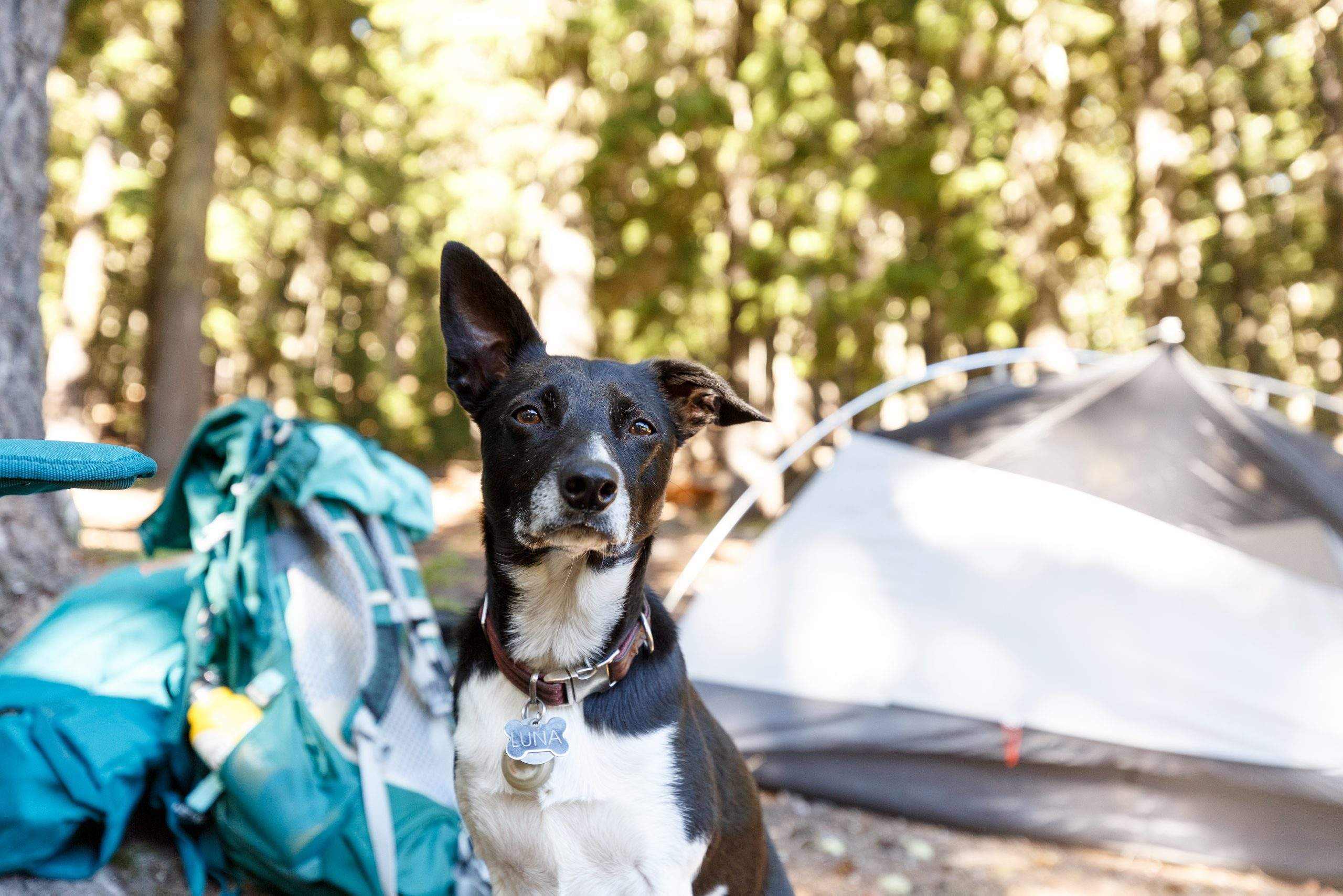 Camping With Your Pets